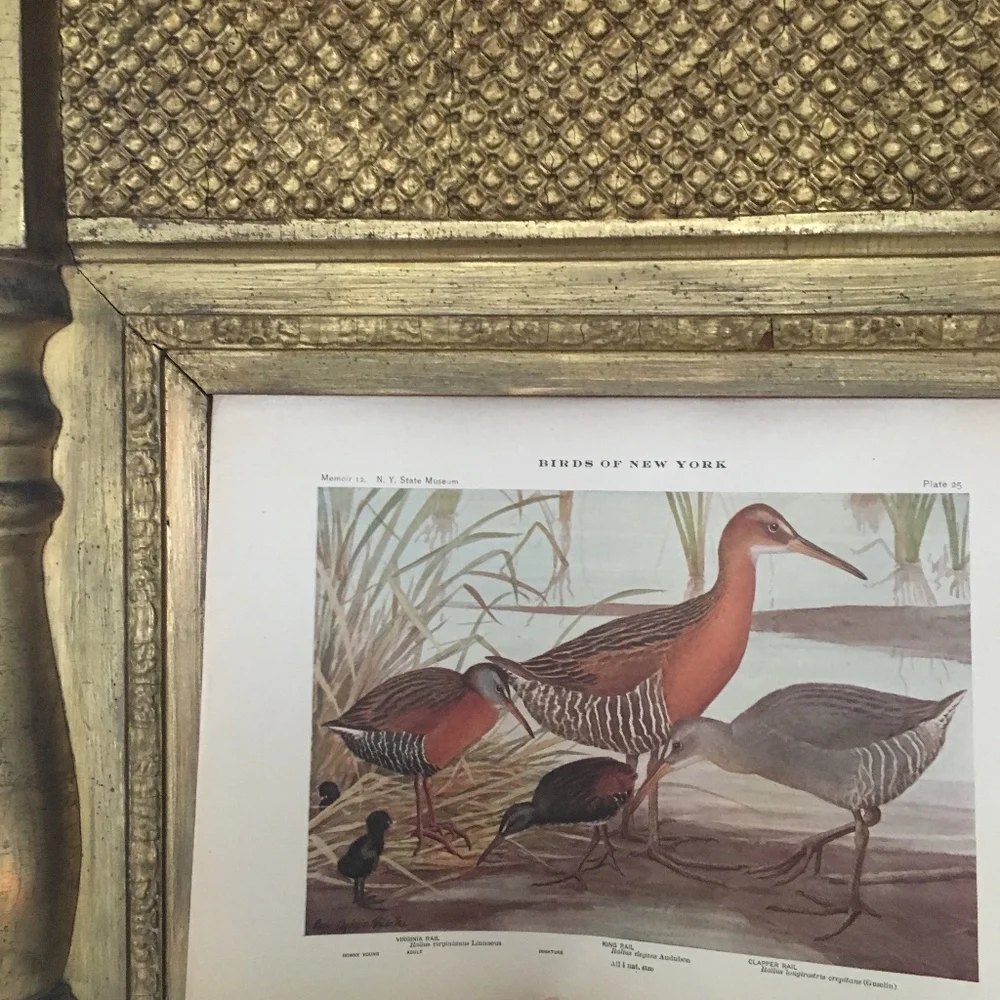 🖤5/$25 Antique Ornithological Bird Print Original